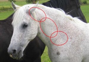 Funktionsbereich – HWS