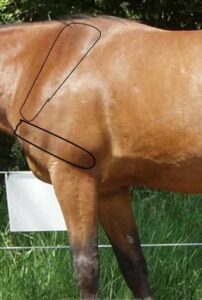 Funktionsbereich – Schulter