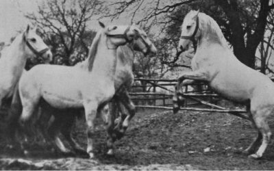 Der freie Hals des Pferdes bei der Arbeit – der natürliche Weg zu Gesundheit und Tragfähigkeit