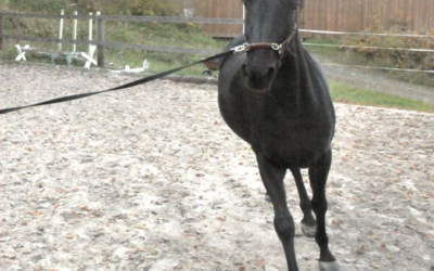 Ablongieren optimieren – gesunde Vorbereitung statt Zentrifugieren